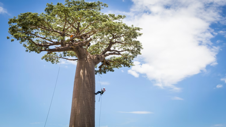 Seguridad y técnicas de TREPA en el árbol